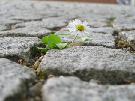 Gänseblümchen spriest zwischen Pflastersteinen